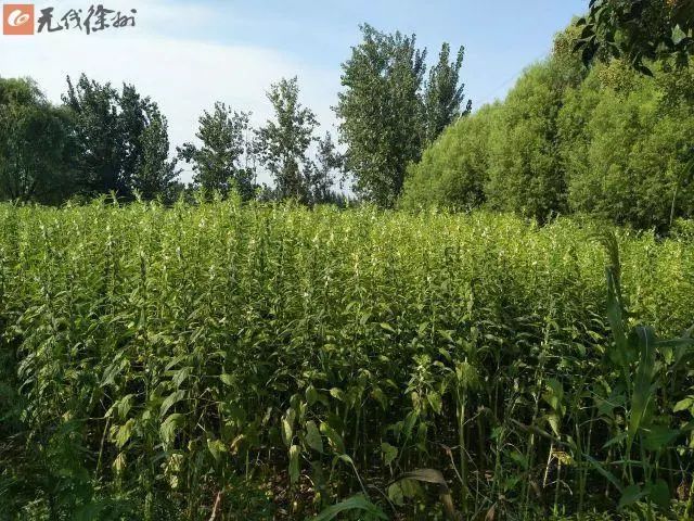 徐州丰县小磨香油,最真实的小磨香油