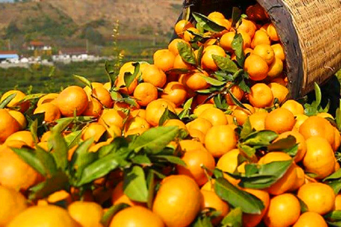 蜜桔积压面临腐烂,广西蜜桔滞销现状