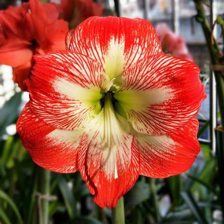 小黑飞、红蜘蛛、*粉白**病,3种“花卉”病虫害,防治有窍门