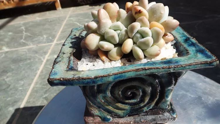 爱机车,爱多肉,宝妈花姐的诗和远方