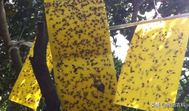 这六种虫子千万不要碰,4种虫千万不要碰