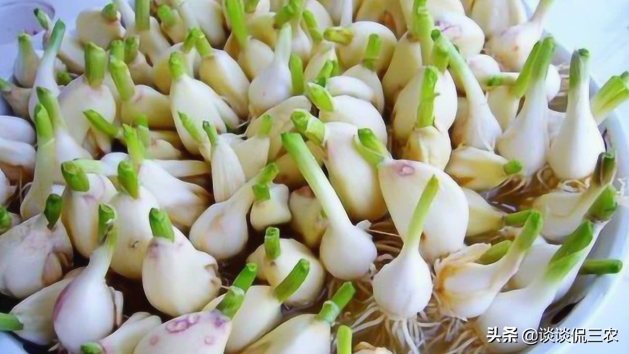 大蒜如何保存不发芽多种方法,大蒜保存不发霉的办法