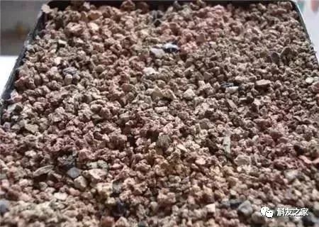 石斛兰用煤渣好吗,怎样用锯末养石斛兰