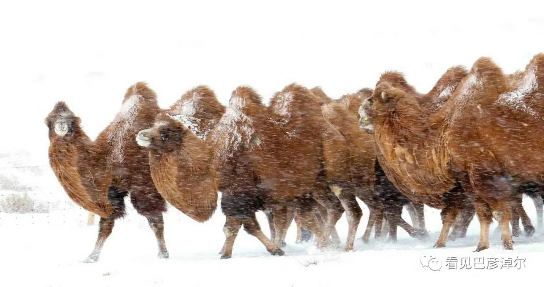 戈壁红驼，乌拉特草原上的珍珠