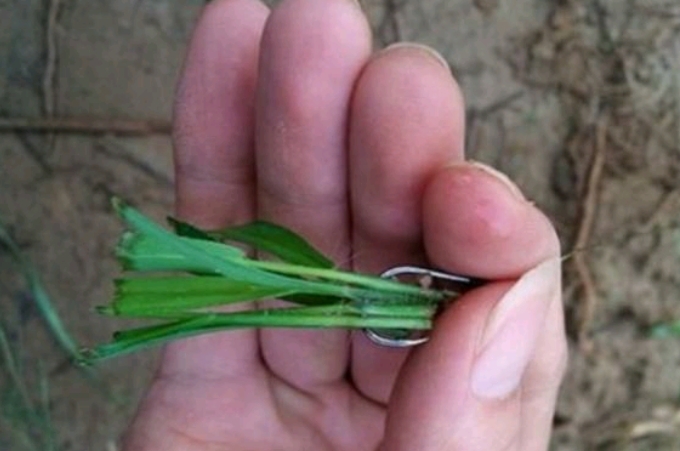 气温突然一降草鱼还开口吗,气温高了钓鲫鱼全是白条