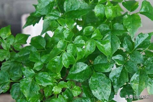 幸福树长虫子用什么药好得快,幸福树长虫子怎么修剪