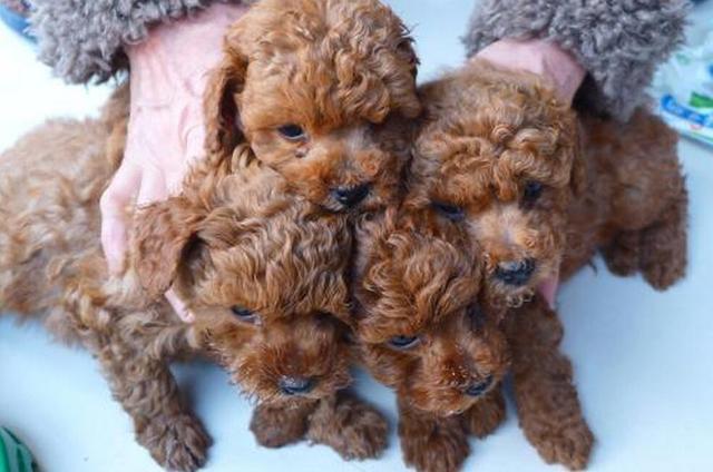 狗狗洗澡五大禁忌,帮狗狗洗澡的6大禁忌千万要注意