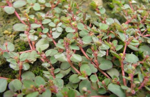 农村一草被称“血见愁”，农民用来养鸡，却是妇科要药，可治血崩