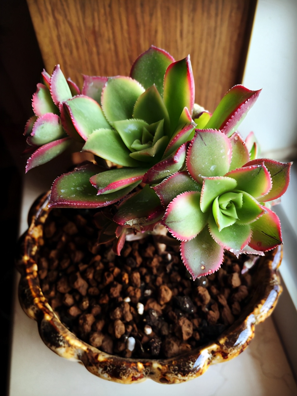 多肉的特点大全,多肉介绍50字大全