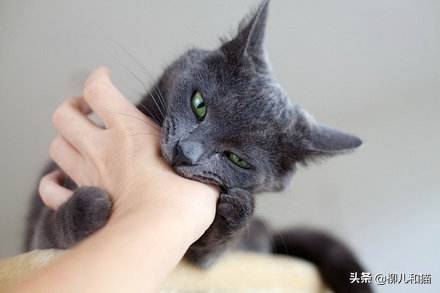 猫应激攻击人以后还能养吗很害怕,家猫挨打发狂攻击主人