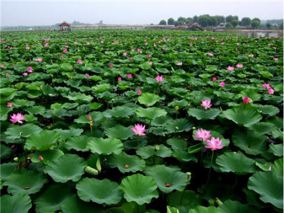 碧荷湾水生植物,碧荷湾图片