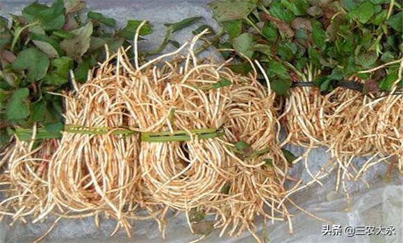 什么草可以消炎杀菌杀虫,有一种草消炎杀菌