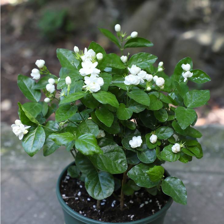 新手养花必选4种花,君子兰开春如何换盆换土