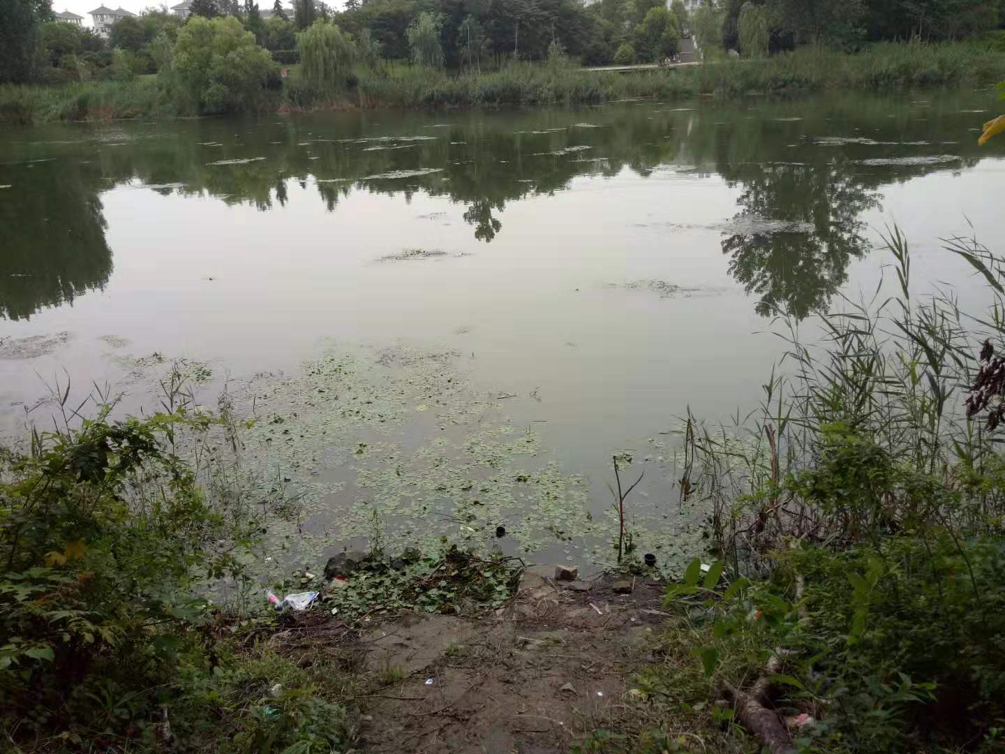 窝子里黑鱼在哪个水层,窝子黑鱼