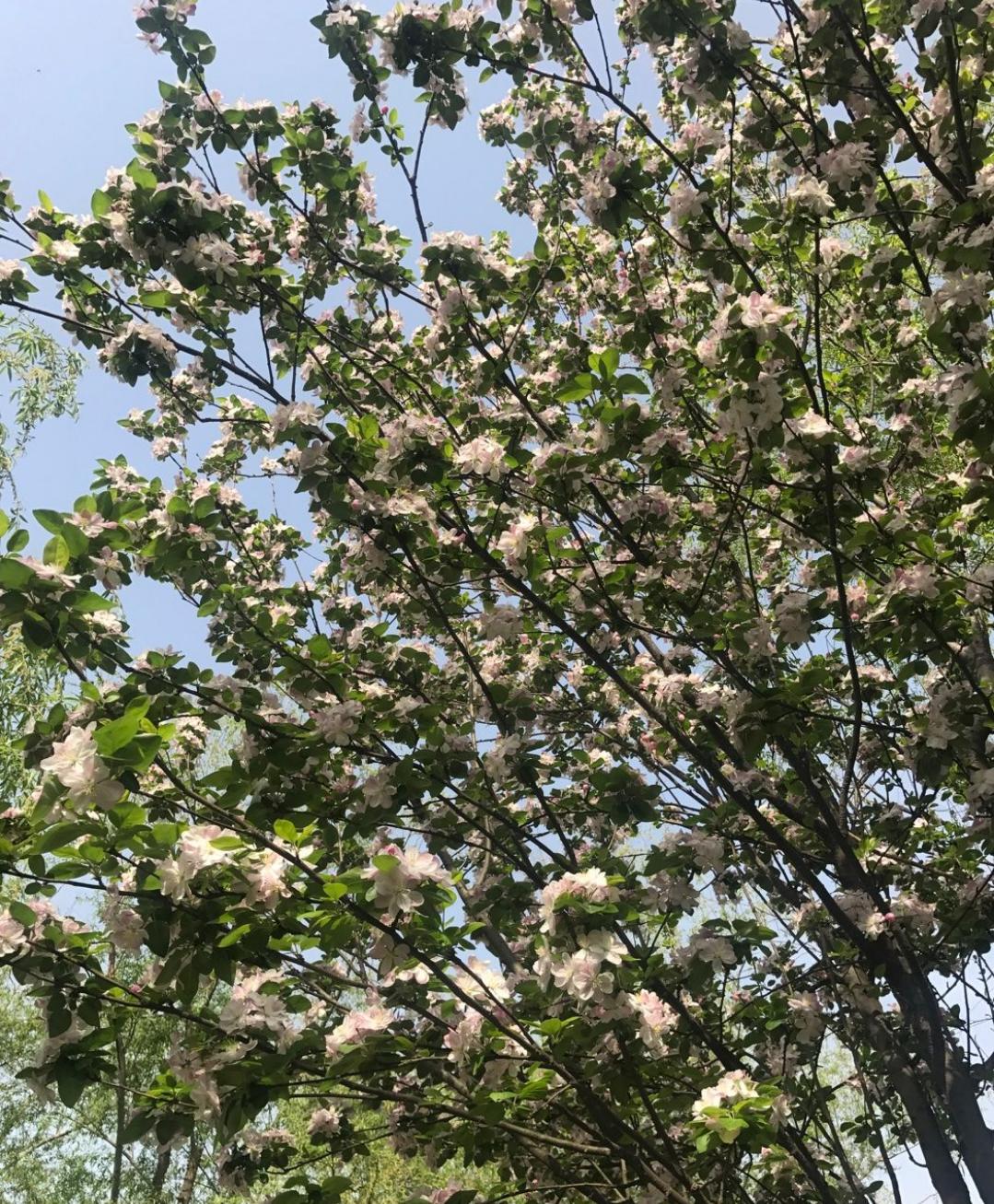 映日荷花别样红湖中美景,莲叶无穷碧映日荷花别样红美景