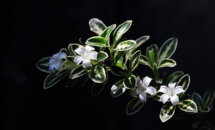 六月雪干枯后急救方法,六月雪干枯了还有救吗