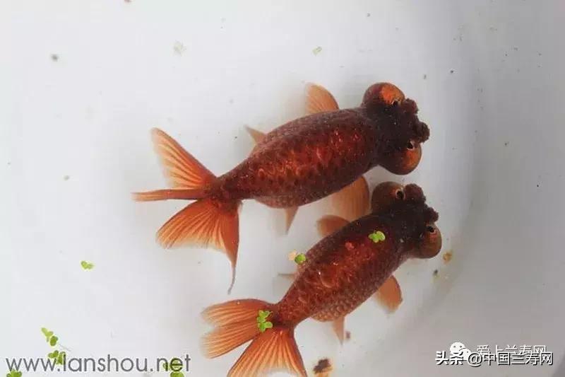 各种金鱼欣赏,金鱼鉴赏