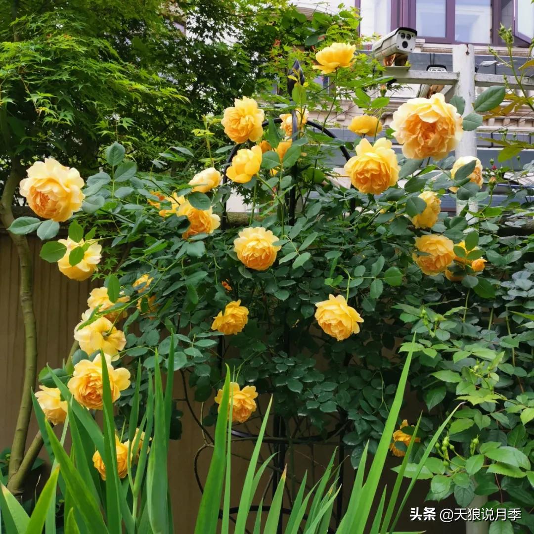 花友家的春花都开爆爆爆了，快来云赏花！（上）