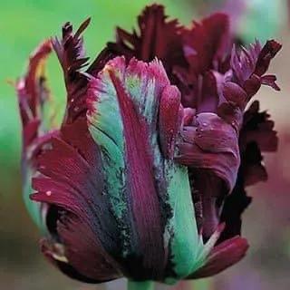 月季花的花花世界,郁金香的花海视频