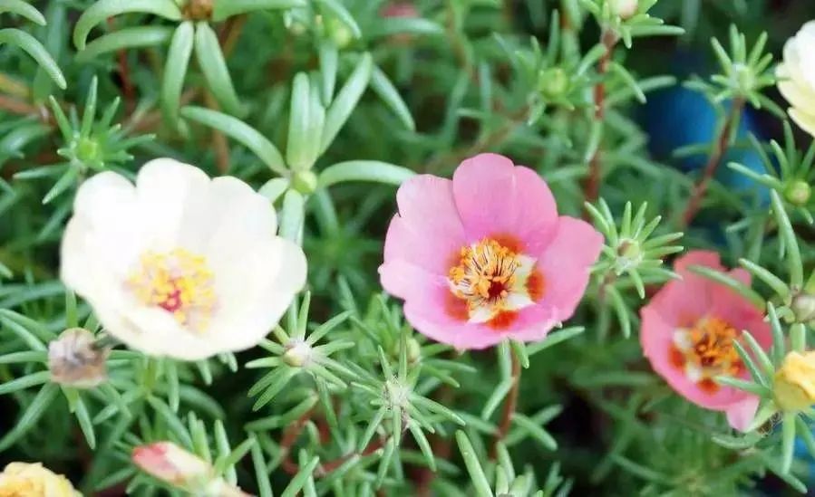 什么花适合扫墓献花,清明节扫墓送什么花比较合适