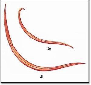 狗狗体内外寄生虫有哪些?看完这篇再也不用为这事儿发愁了