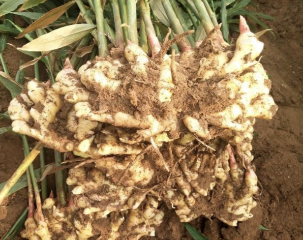 种植生姜一块姜出苗多好还是少好,生姜种植后如何提高产量