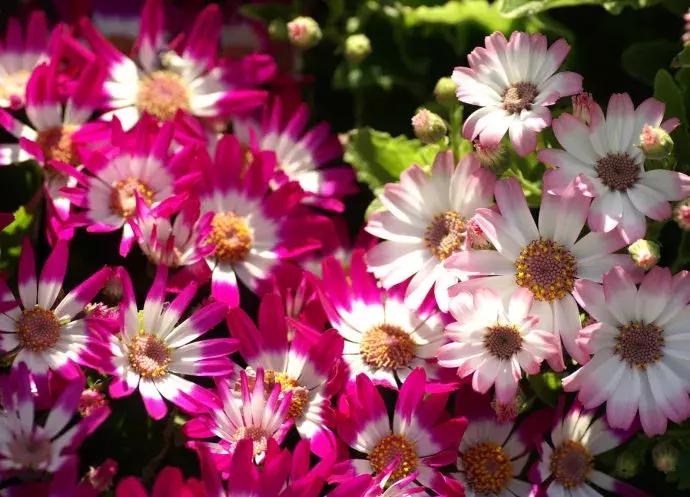 好书推荐快来领取你的宝藏书单,100种百花图谱大全