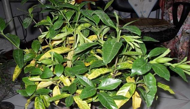 大叶牡丹栀子花黄叶干叶怎么补救,栀子花黄叶的原因及处理方法图片