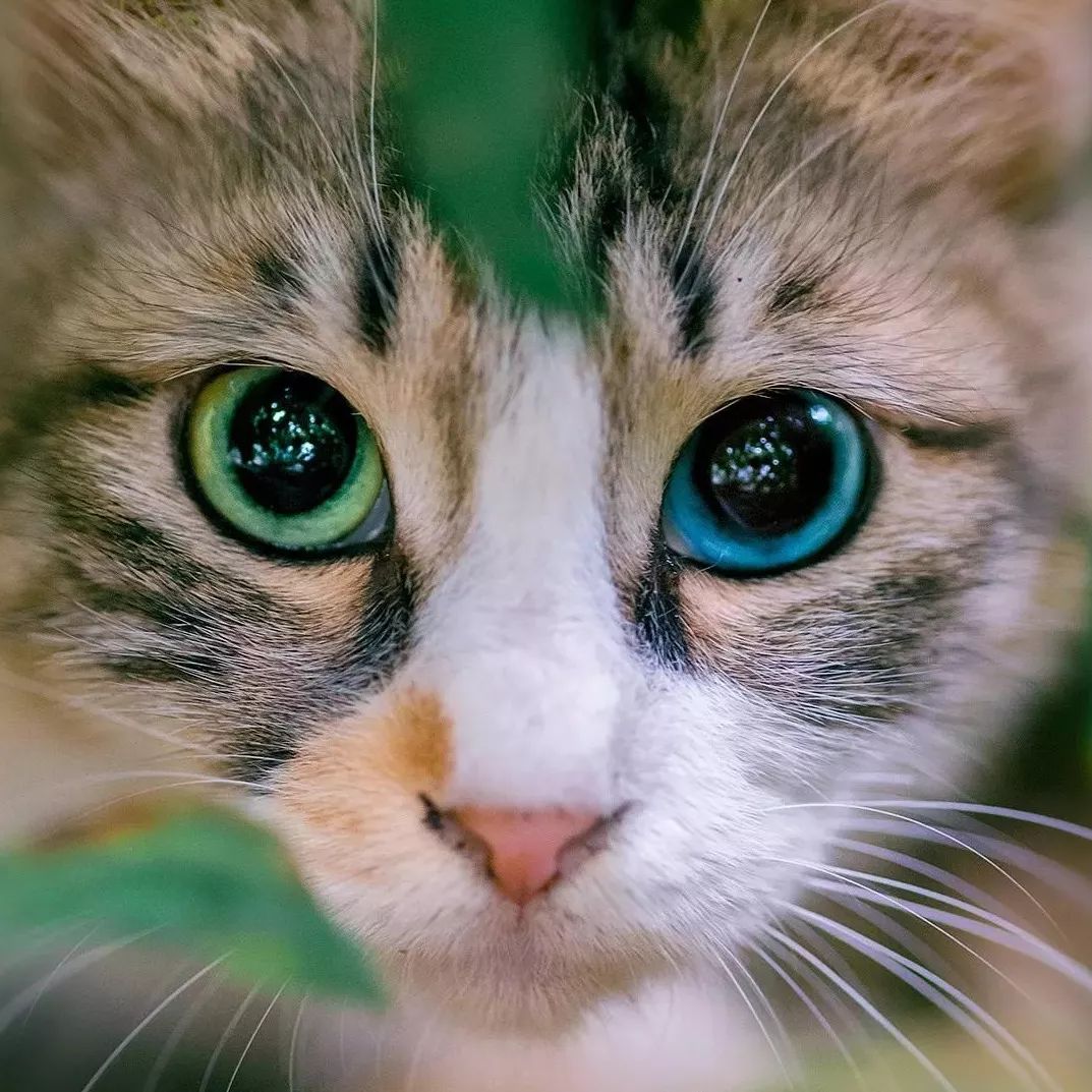 在家也可以给猫咪做体检,猫咪一般体检都有哪些项目