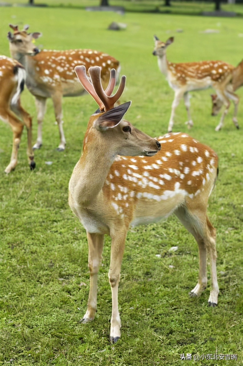 别再把鹿茸和梅花鹿茸画等号了，你以为的并不是你以为的