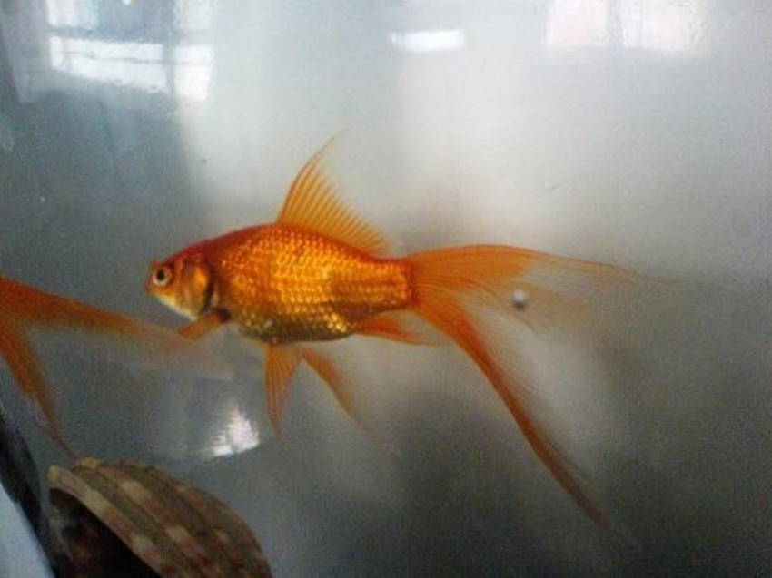 悬崖上的金鱼姬里面波妞几岁了,悬崖上的金鱼姬波妞变成人类了吗