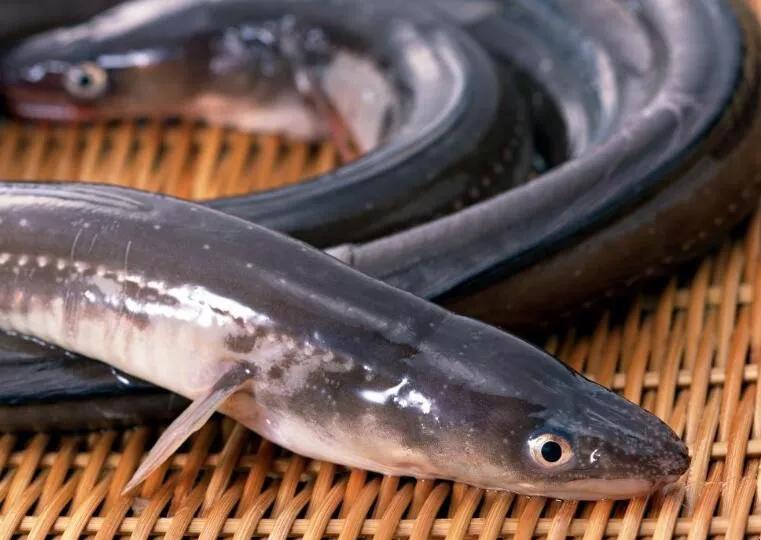 江苏钓野生鳗鱼,江苏仿野生鳗鱼