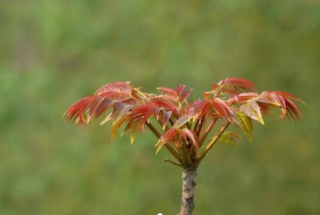香椿树百木之王的由来,千树之王的故事对话