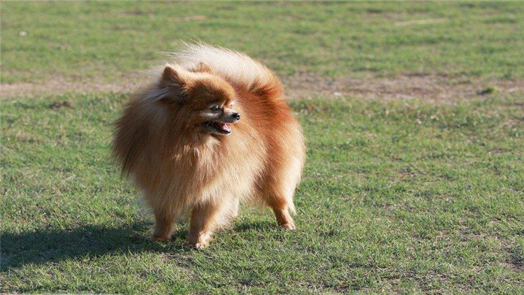 博美犬呕吐透明带白色泡沫,博美犬呕吐没精神吃什么药