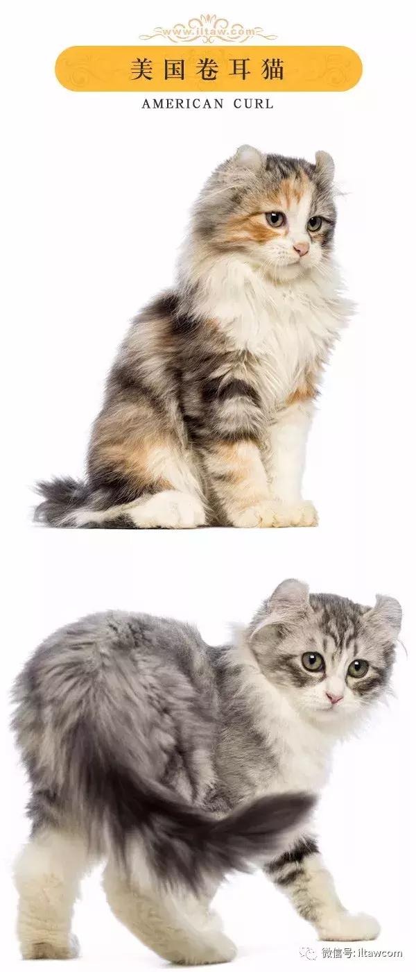 搜猫咪各种图片,世界猫咪图录