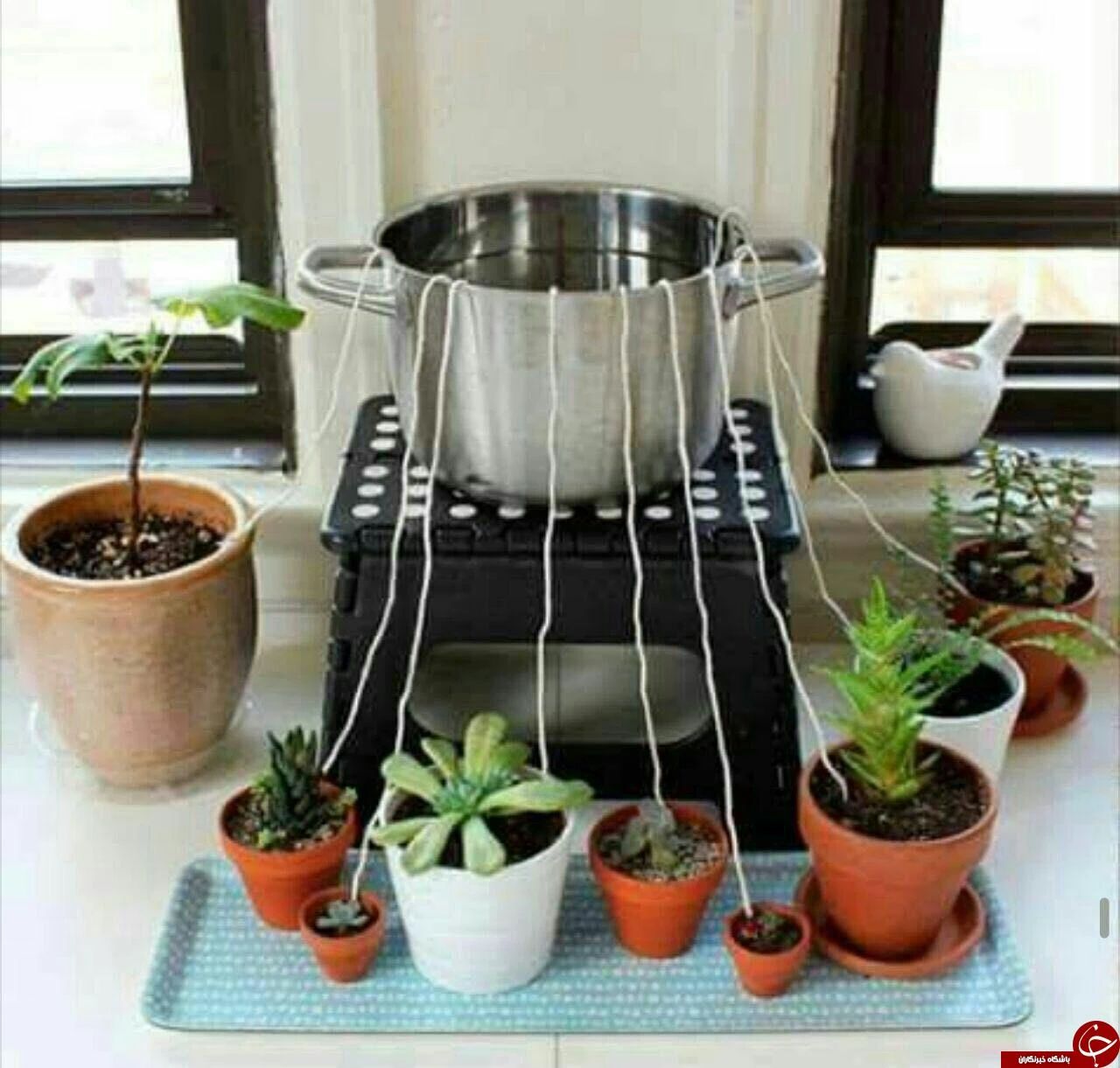 家里种什么植物好打理,看一下家里的植物怎么养