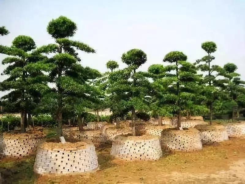 李佳琦给高晓松涂了口红，“美”得不像话？！不过牙齿是真的白