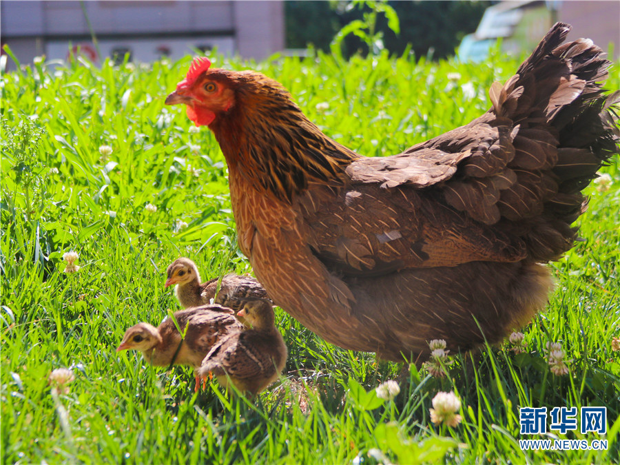 云南孔雀鸡,孔雀下蛋不愿孵蛋
