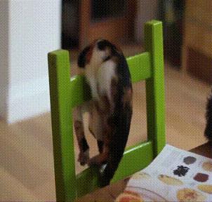 为什么猫咪捕猎尾巴一直动,猫老是追尾巴跑