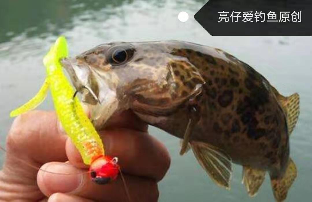 背上带毒刺的鱼,背上刺有毒的鱼