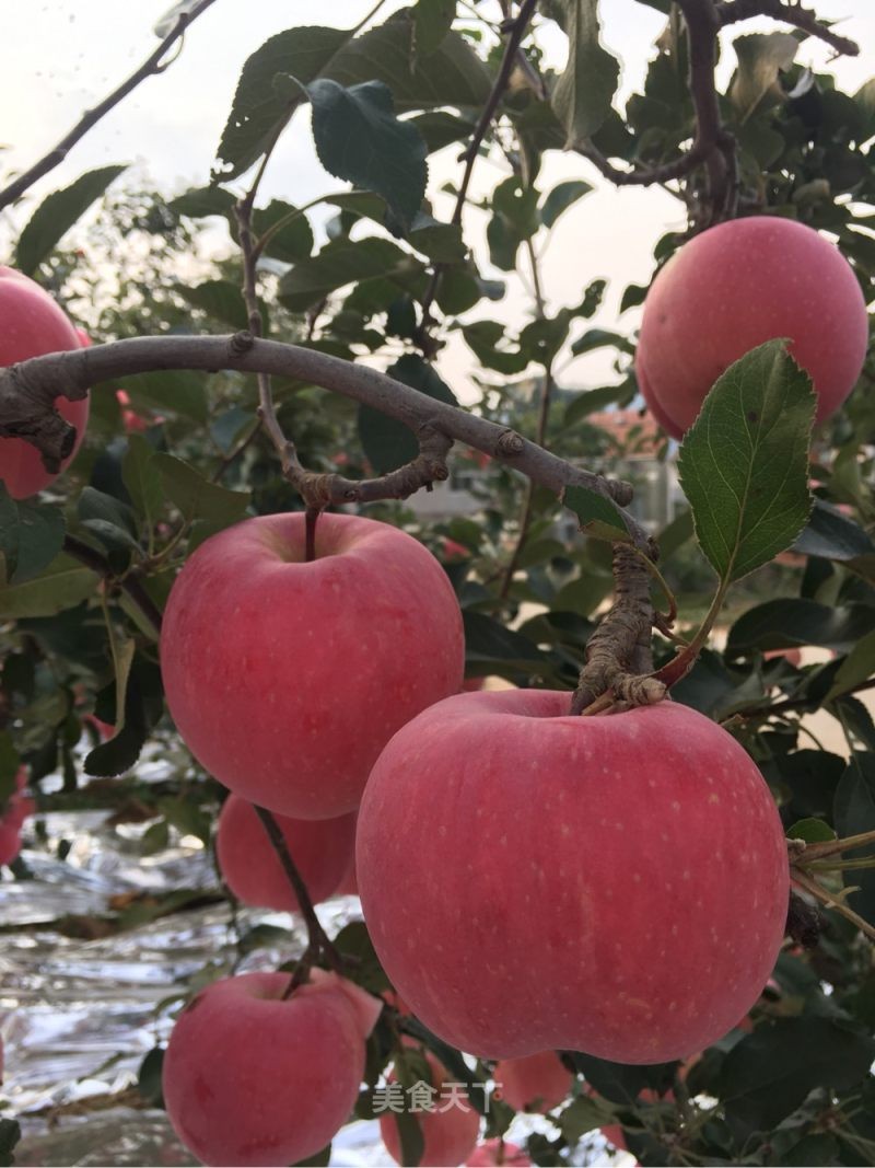 *德朱**满树苹果丢了,陈赓和*锡联陈**总是去串门,有人告密:他俩偷的