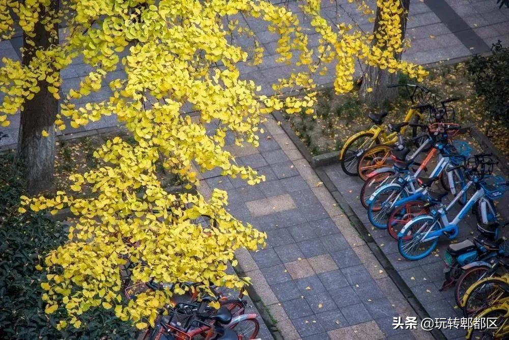 郫都区十大银杏打卡地,郫都区看银杏最好的地方