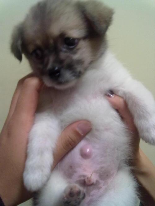 狗狗脐疝什么情况下需要治疗,狗狗脐疝能自愈的方法