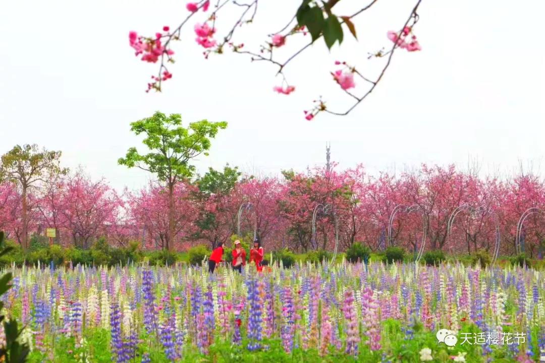 到广州•来从化：花城看花，花在从化——从化五朵金花邀您过大年