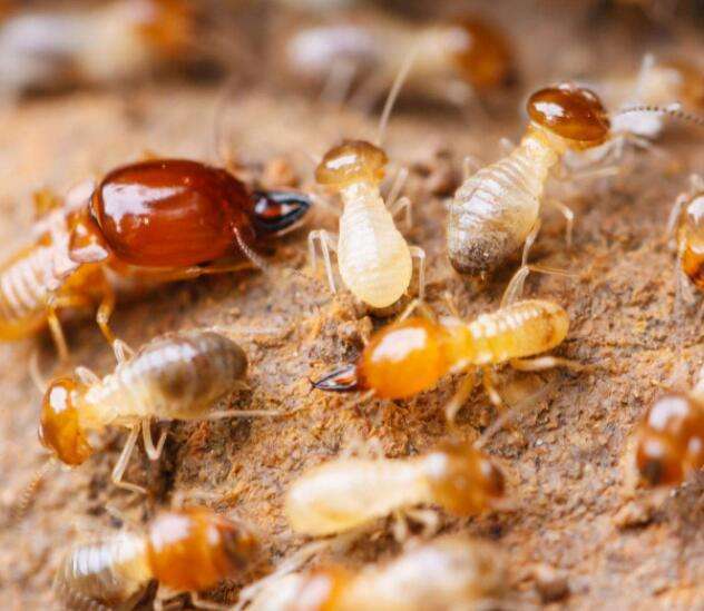 最远古的生物虫,最原始的虫子