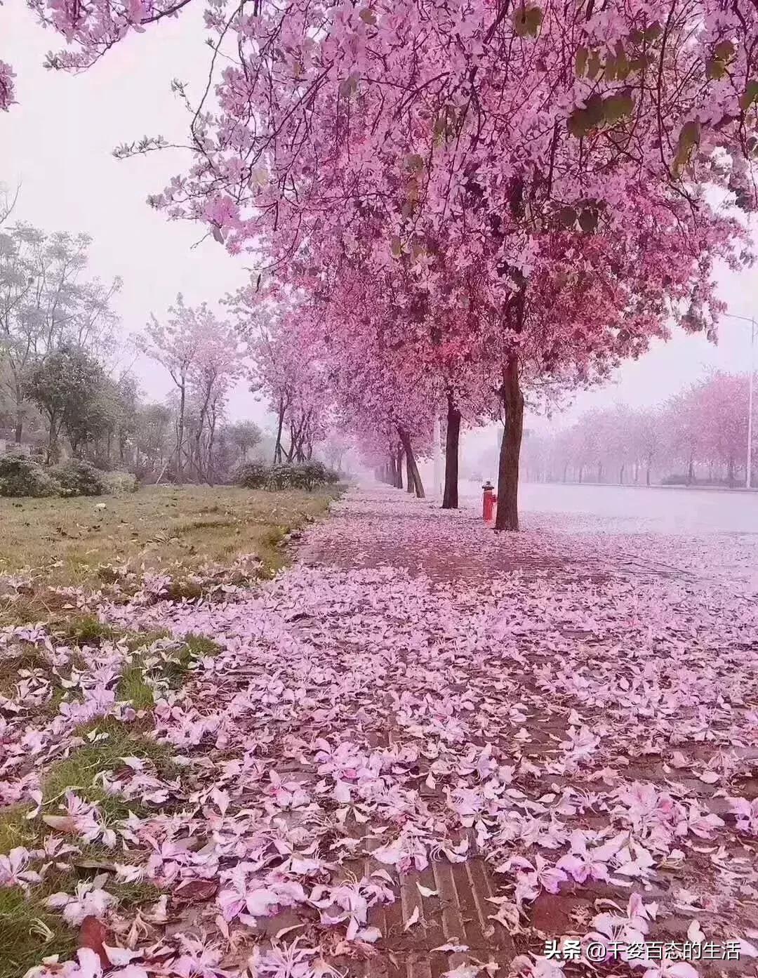 广西低调小城竟然藏了个小奈良,广西有座低调的养老小城