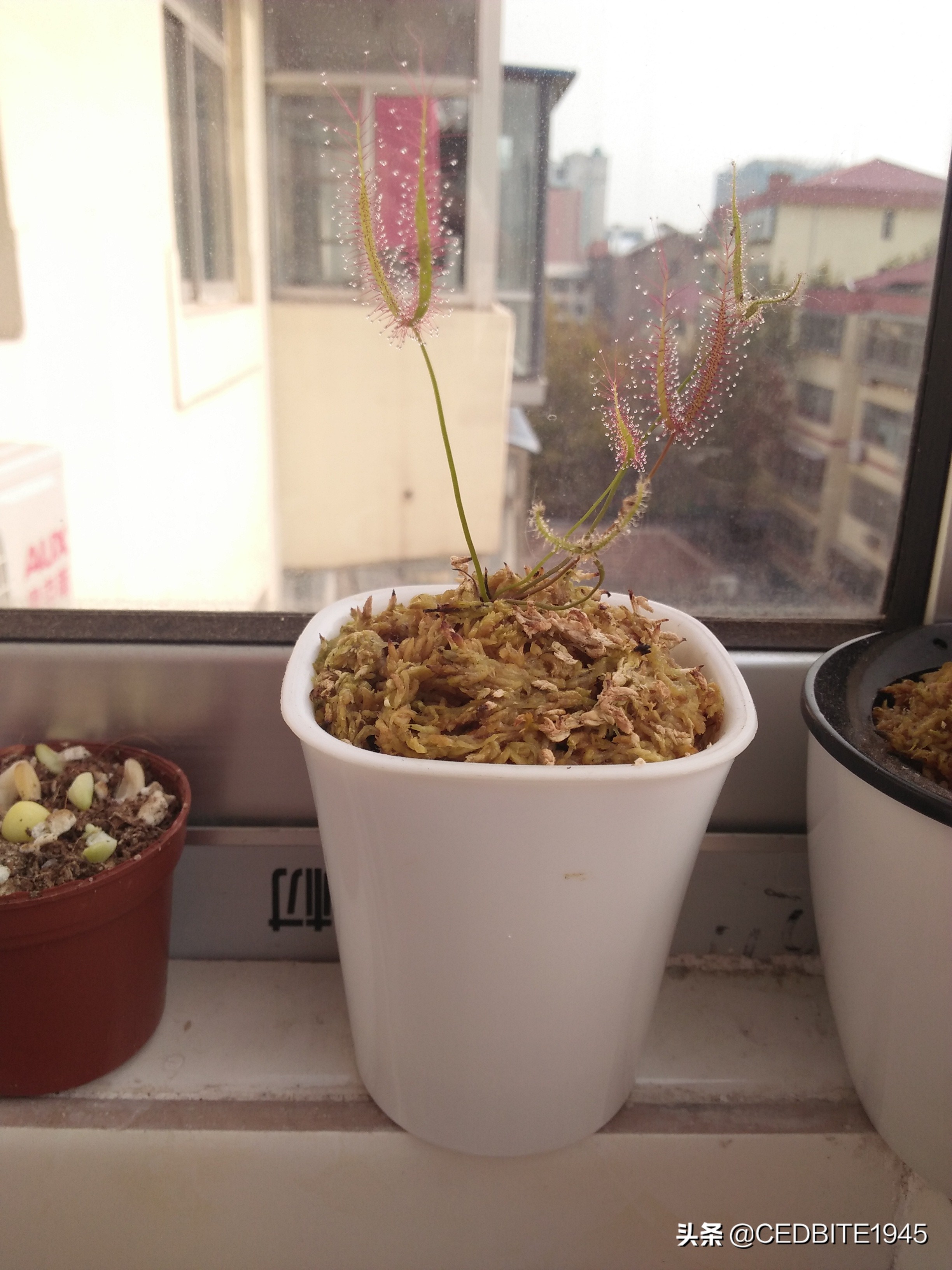 捕虫效率最高的食虫植物——茅膏菜种植攻略