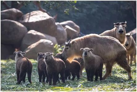 2021国庆节广州长隆野生动物门票,广州长隆野生动物世界门票攻略