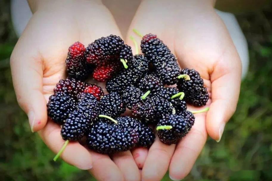 桑葚用水洗了直接泡酒怎么补救,桑葚弄到地上怎么洗掉