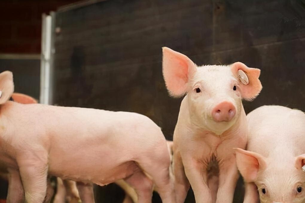 肺炎支原体与支原体肺炎哪种严重,猪肺炎支原体防治措施有哪些